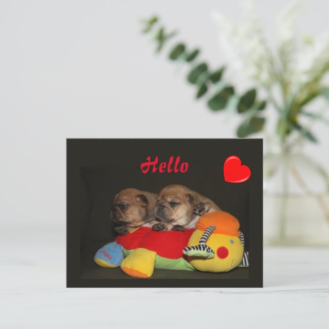 French Bulldog Adorable Puppies French Bulldog Postcard (Standing Front)