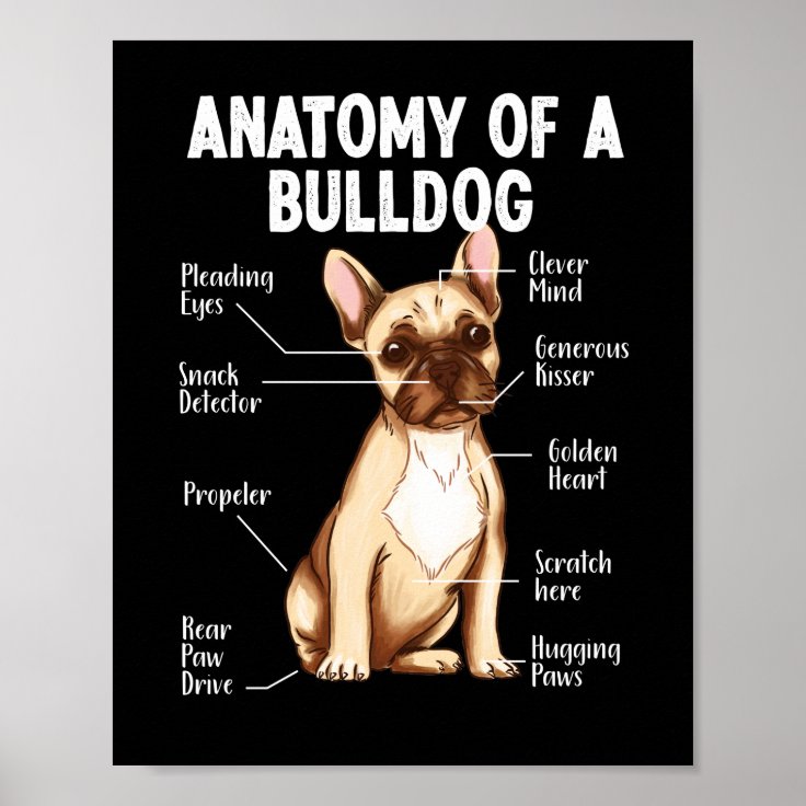 French Bulldog Anatomy Of A Bulldog Mom Dad Poster Zazzle