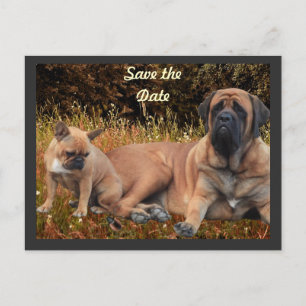 French Bulldog and Mastiff friends Postcard