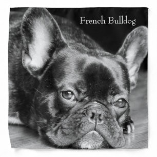 French Bulldog Bandana