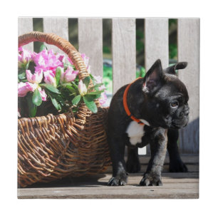French Bulldog Basket Ceramic Tile