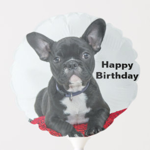 French Bulldog Black Pillow Photo Balloon