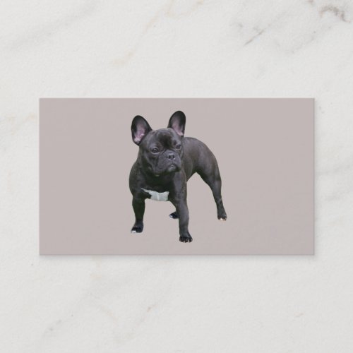 French Bulldog Breeder Business Card