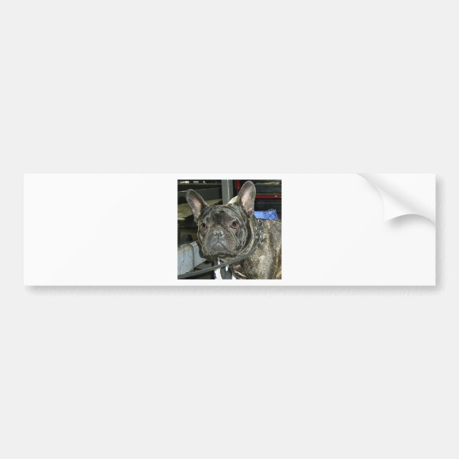 french bulldog brindle bumper sticker (Front)