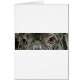 french bulldog brindle eyes (Front)