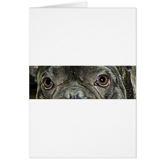french bulldog brindle eyes (Front)