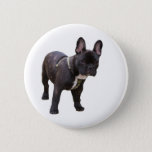 French Bulldog Button, Pin, Gift Idea Pinback Button at Zazzle