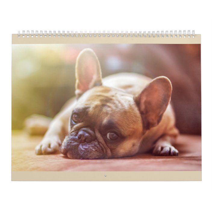 French Bulldog Calender Calendar