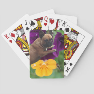 French Bulldog card game