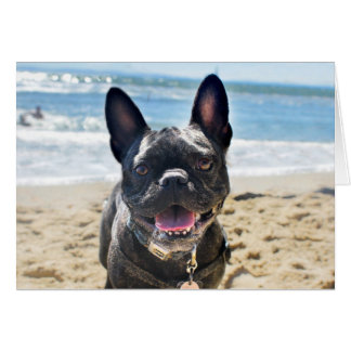 French Bulldog Cards