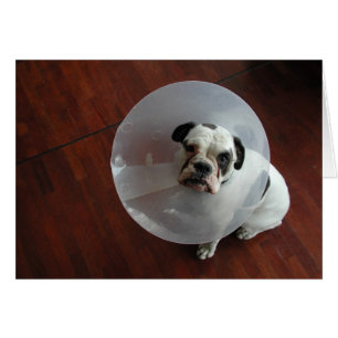 French Bulldog Cards