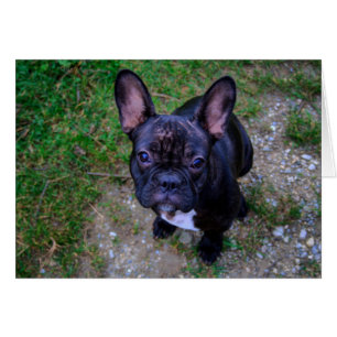 French Bulldog Cards