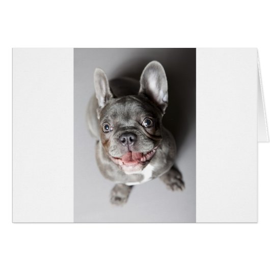 French bulldog cards (Front Horizontal)
