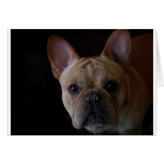 French Bulldog Cards (Front Horizontal)