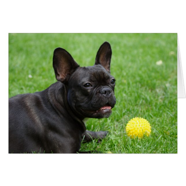 French Bulldog Cards (Front Horizontal)