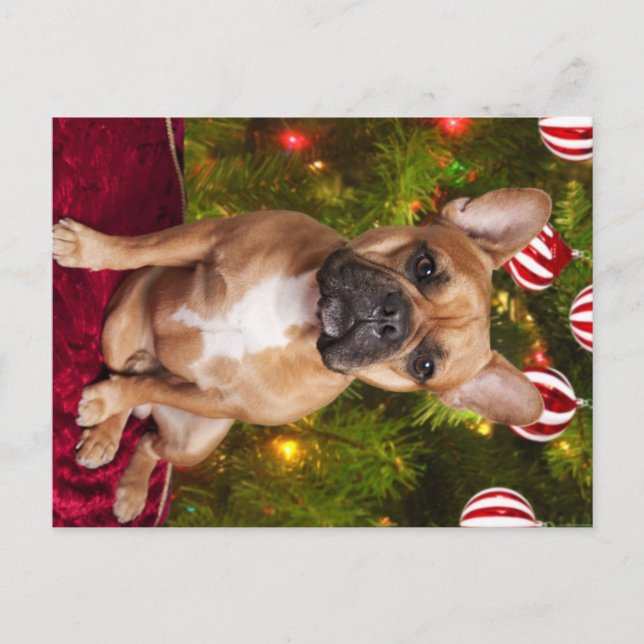French Bulldog Christmas Postcard (Front)