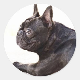 French Bulldog Classic Round Sticker