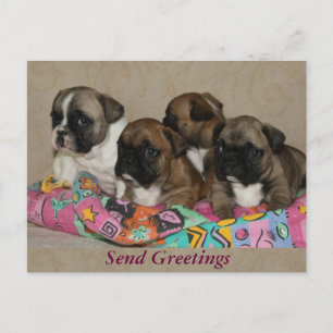 French Bulldog Cushion French Bulldog Postcard