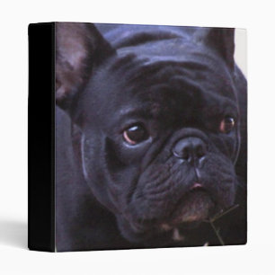 French Bulldog dog 3 Ring Binder