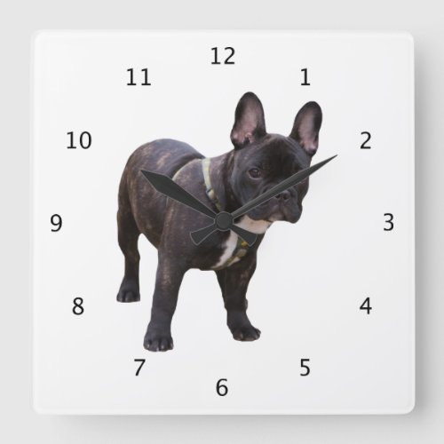 French Bulldog dog black cute beautiful photo Square Wall Clock