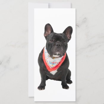 French Bulldog  Dog Cute Beautiful Photo Bookmark by roughcollie at Zazzle