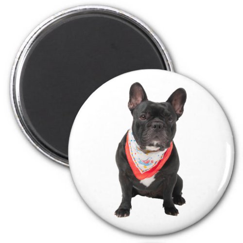 French Bulldog dog cute beautiful photo gift Magnet
