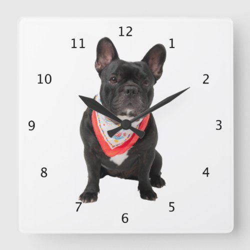 French Bulldog dog cute beautiful photo Square Wall Clock