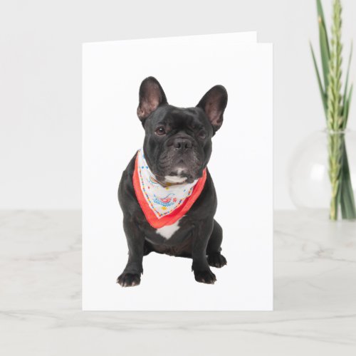 French Bulldog dog photo blank greetings note card