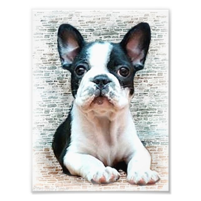 French bulldog dog photo print (Front)