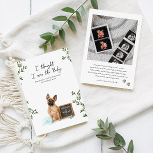 French Bulldog Dog Pregnancy Announcement