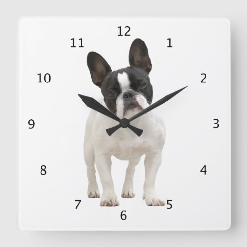 French Bulldog dog puppy cute beautiful photo Square Wall Clock