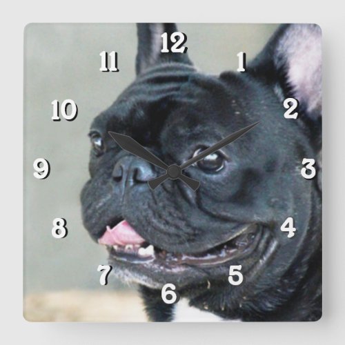 French Bulldog dog Square Wall Clock