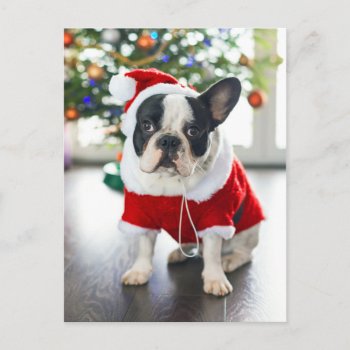 French Bulldog Dressed Up In Santa Costume Holiday Postcard by happyholidays at Zazzle