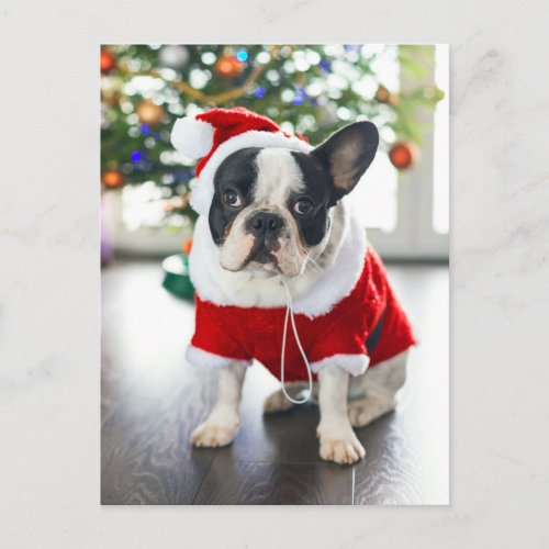 French Bulldog Dressed Up In Santa Costume Holiday Postcard