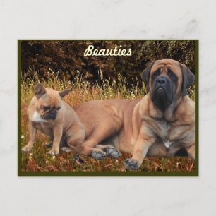 French Bulldog English Mastiff the beautiful Postcard
