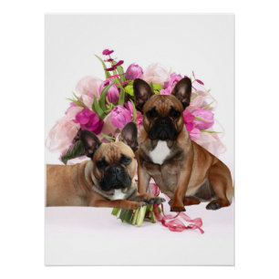 French Bulldog Flowers French Bulldog Celebration Poster