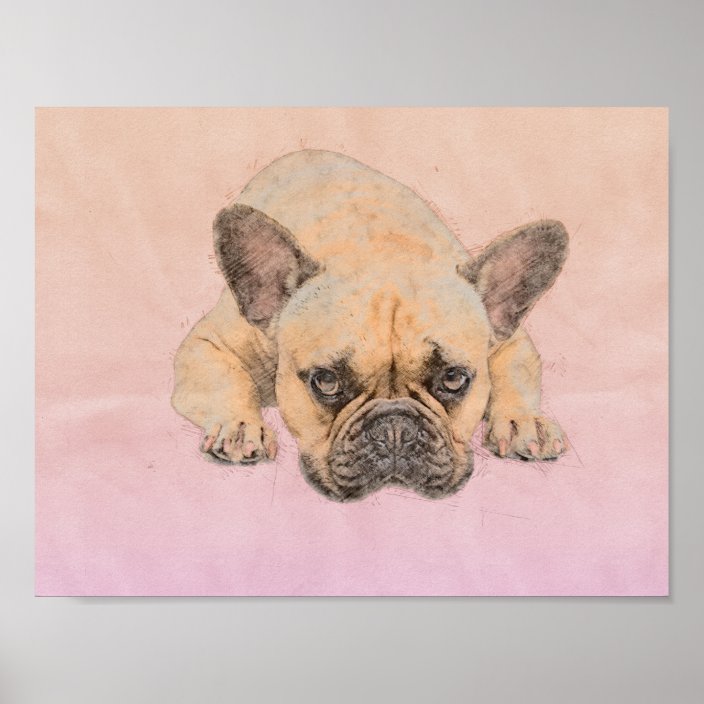 Bulldog Frenchie