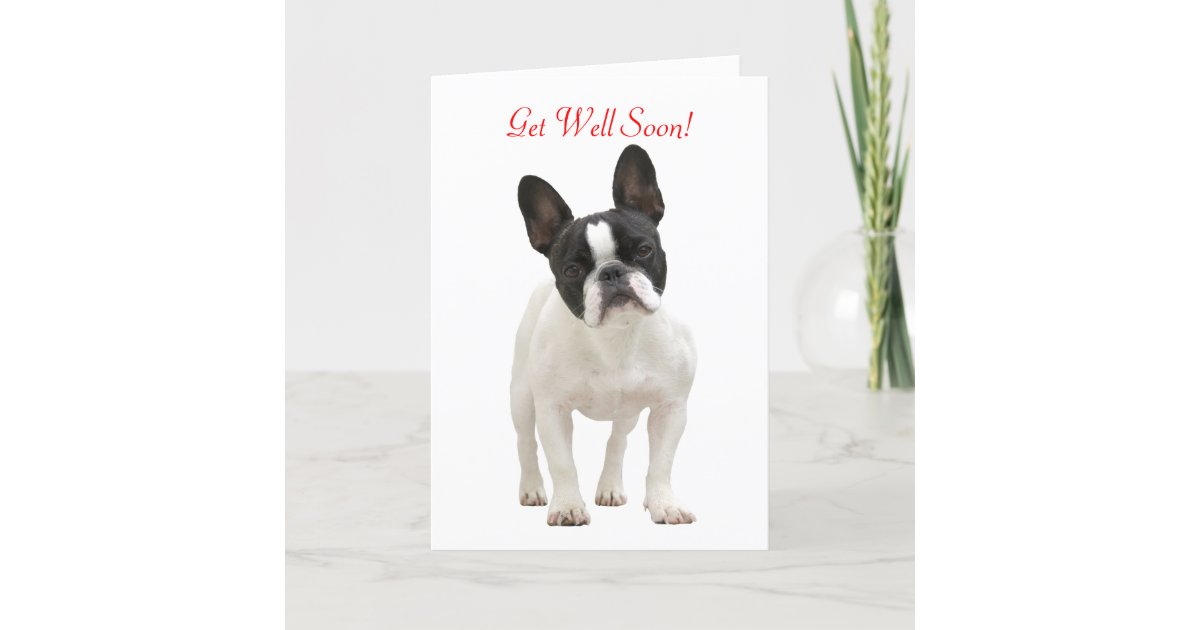 french-bulldog-get-well-soon-greeting-card-zazzle