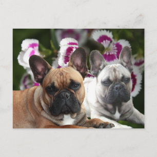 French Bulldog Good Friends French Bulldog Postcard