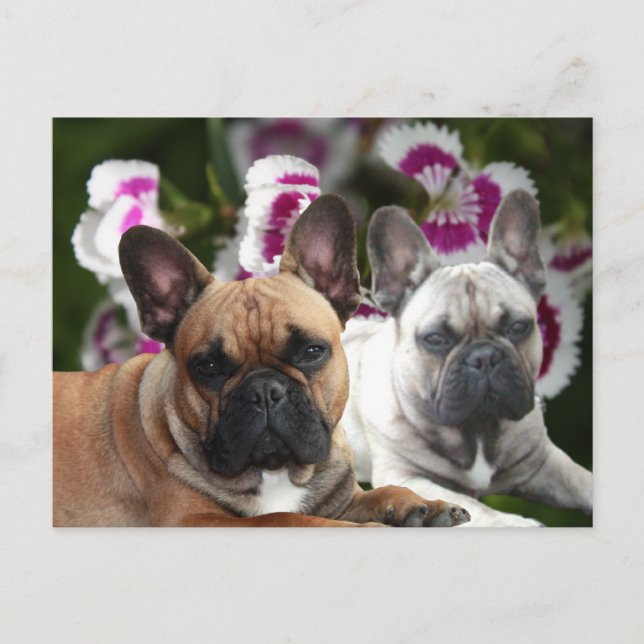 French Bulldog Good Friends French Bulldog Postcard (Front)