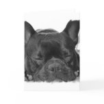 French Bulldog Greeting Card