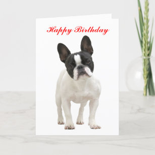 French Bulldog Happy Birthday Greeting Card Zazzle Com