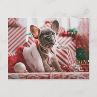 French Bulldog in Christmas Hat Postcard