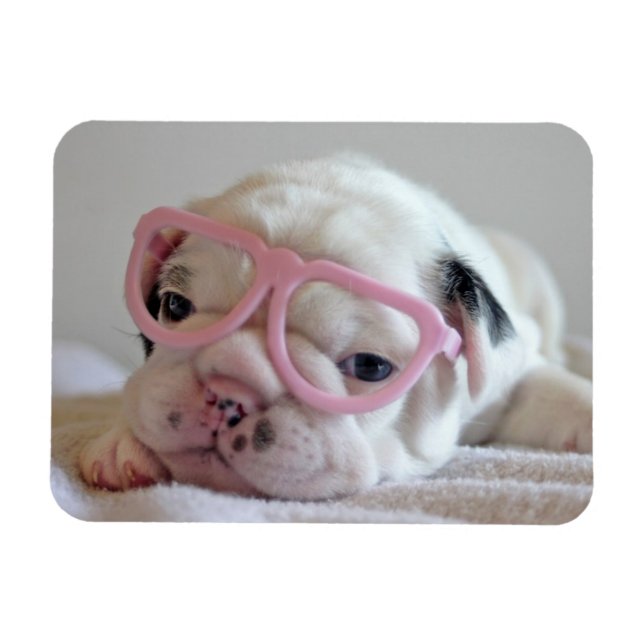 French Bulldog in Heart Glasses Magnet (Horizontal)