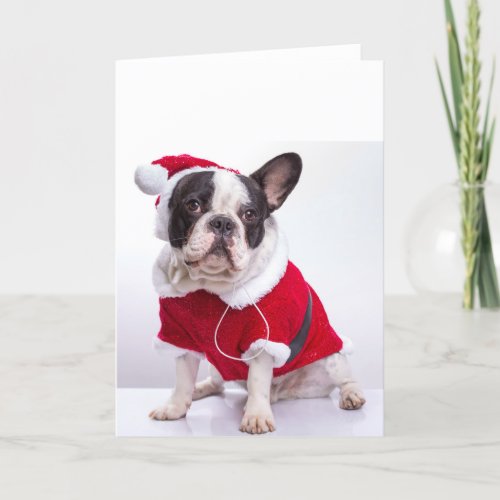 French Bulldog In Santa Costume For Christmas Holiday Card
