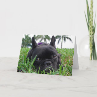 French Bulldog in the grass Card