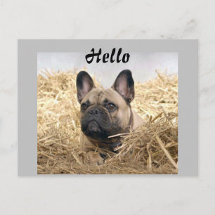 French Bulldog in the straw French Bulldog Postcard
