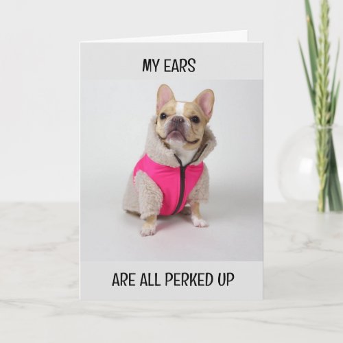 FRENCH BULLDOG IS SO READY HAPPY BIRTHDAY CARD