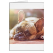 french bulldog laying (Front)