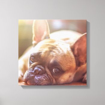 French Bulldog Laying Canvas Print by BreakoutTees at Zazzle